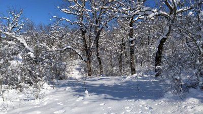 Януари е най-студеният и снежен месец през годината. Снимка Десислава Георгиева