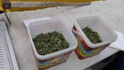Наркотиците са открити в кофи от сирене и кутии от хранителни добавки. Снимка ОДМВР - Бургас
