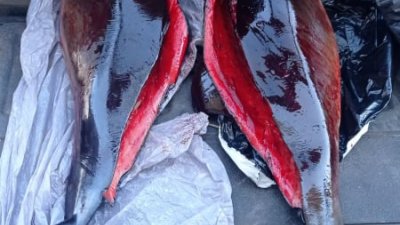 По телата на делфините има прорезни рани. Снимка РИОСВ - Бургас
