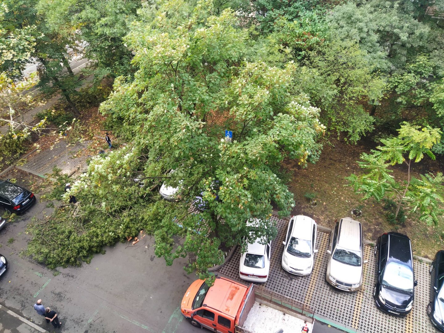 Разчистването на автомобилите, които се оказаха под падналите дървета, продължава и днес. Снимки Петя Добрева