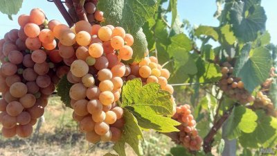 На борсите гръцкото грозде се предлага с 50 ст. по-евтино от българското