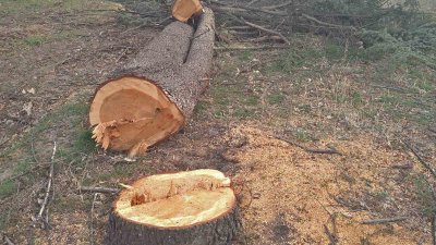 Отрязаните дървета са в местността Атанас Тарла. Снимки Община Варна