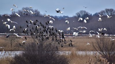 Преброяването на водолюбивите птици се провежда за 45 път