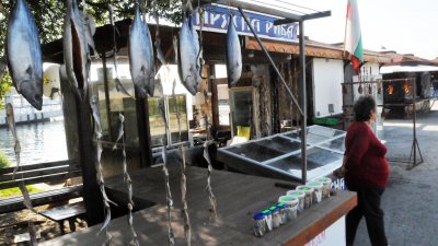 Веяният паламуд на рибната борса в Несебър удари 20 лева парчето. Снимки Лина Главинова
