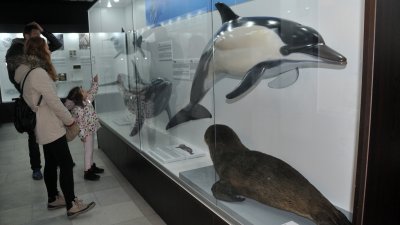 3D макетите на морските бозайници привличат най-вече децата. Снимки Лина Главинова