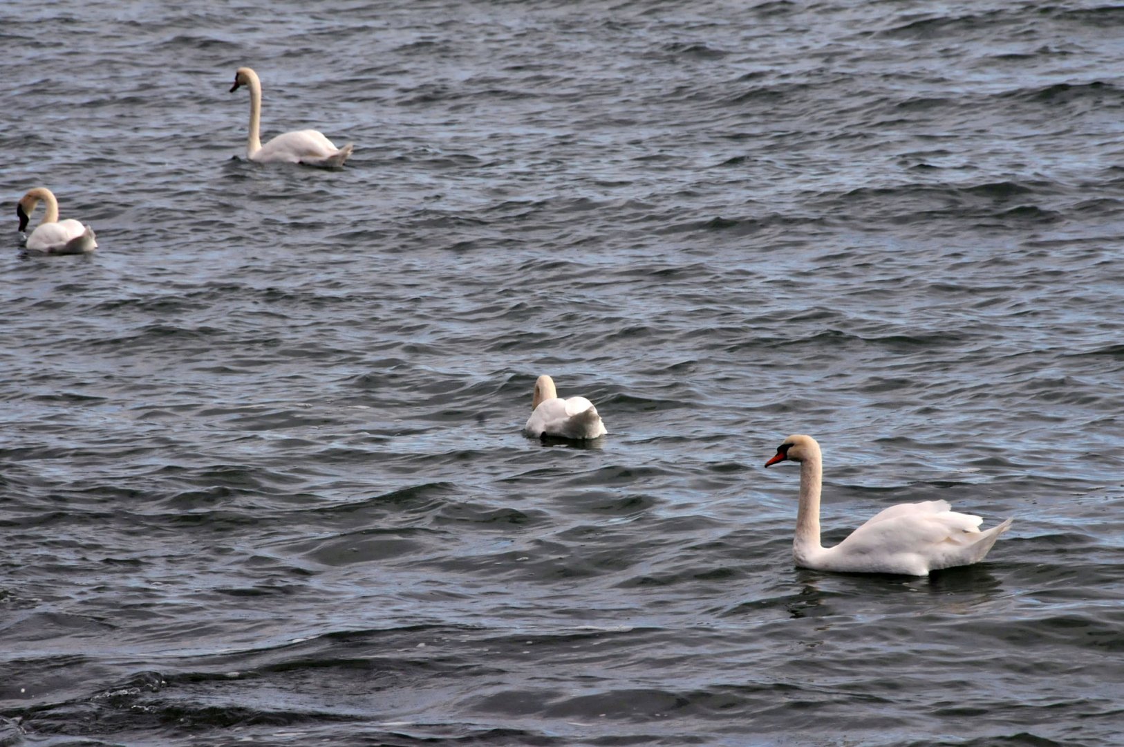 Традиционно край морето могат да се видят лебеди през зимните месеци. Снимка Архив Черноморие-бг