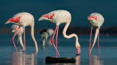 Розовото фламинго е сред най-красивите птици и може да се види и в Атанасовското езеро. Снимки Драгомир Георгиев