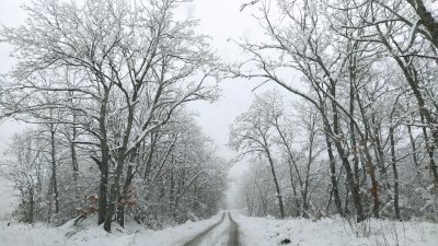Истинска зимна приказка очаква децата и търсачите на приключения в местността Божура. Само на 40 километра от Бургас зимата е в разгара си, а снегът радва и малки, и големи. Пътят до там е проходим при зимни условия, така че ако решите да избягате от Бургас шофирайте внимателно. Снимки Десислава Георгиева