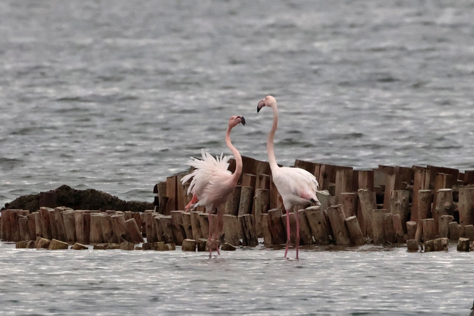 2712 броя розово фламинго са наблюдавани в Атанасовско езеро, Поморийско езеро и в защитена местност Пода край Бургас. Снимки Ирина Матеева