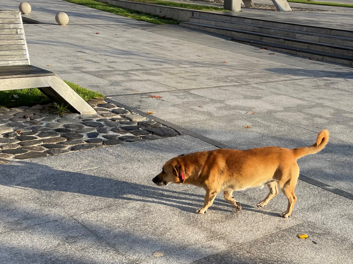 Кастрацията ще обхване бездомните кучета и животни, които живеят на улицата. Снимки Община Царево