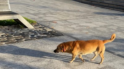Кастрацията ще обхване бездомните кучета и животни, които живеят на улицата. Снимки Община Царево