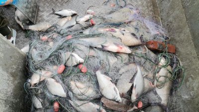 145 км. от рибата, която е намерена в мрежите, е дарена на Зоопарка в Айтос. Снимки ИАРА