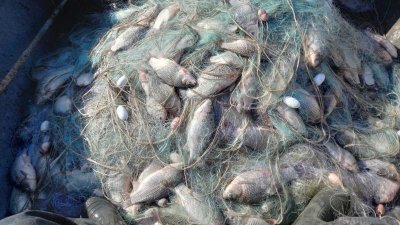 Мрежите са били пълни с около 400 килограма риба. Снимки ИАРА