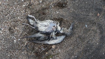 Мъртвите птици са открити на плажа от бургазлийка, която подала сигнал в БФБ