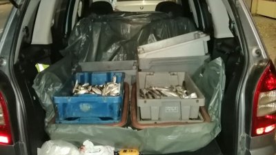 Касетките с риба били натоварени в багажника на колата. Снимка ИАРА