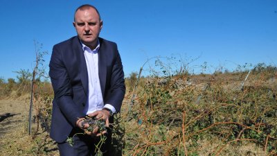 Заместник-министърът на земеделието Тодор Джиков посети на място лозовите масиви. Снимки Черноморие-бг