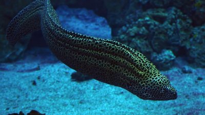 29 аквариума с екзотични риби ще бъдат експонирани в културен център Морско казино