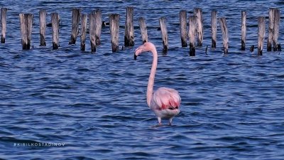 Розовото фламинго е изключително интересна птица, която буди възхищение и заради цвета на оперението си. Снимки Кирил Костадинов