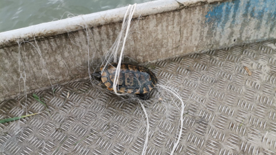 Три констенурки са открити в рибарските мрежи. Снимки ИАРА