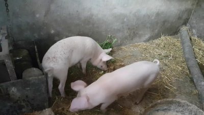 Мерките се вземат, за да се спре разпространението на болестта африканска чума по свинете