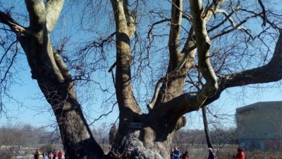 Вековният чинар във Варна спечели конкурса Дърво с корен 2022. Снимки Община Варна